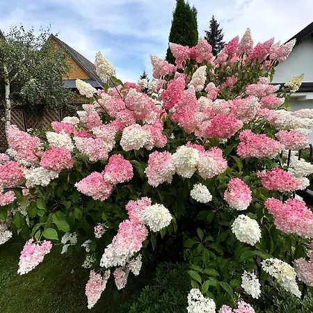 Dw Basia I Pansiyon *